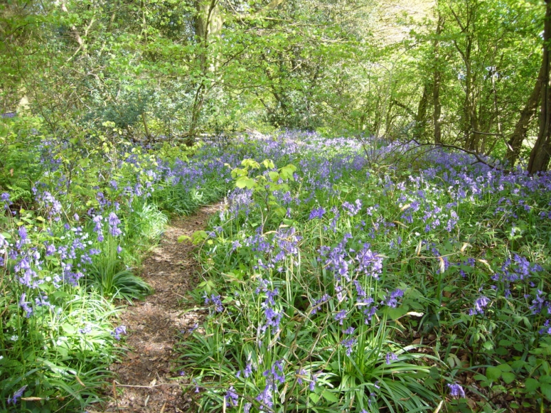 Bluebell Wood